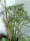 palmice